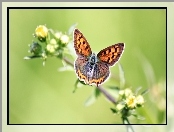 Motyl, Kwiat