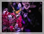Motyl, Kwiat