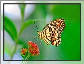 Motyl, Kwiat