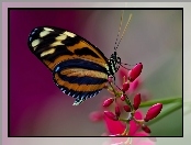 Motyl, Kwiat