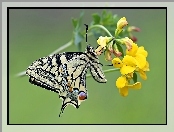 Królowej, Kwiat, Paź, Motyl