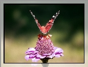 Motyl, Kwiat
