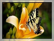 Motyl, Kwiat