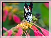 Motyl, Kwiat