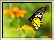 Motyl, Kwiat