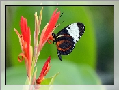 Motyl, Kwiat