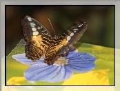 Motyl, Kwiat