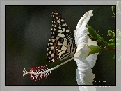 Biały, Hibiskus, Motyl, Kwiat