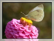 Kwiat, Motyl, Bielinek