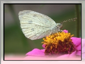 Kwiat, Motyl, Bielinek