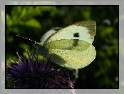 Kwiat, Motyl, Bielinek