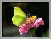 Kwiat, Motyl, Cytrynek
