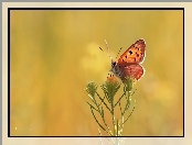 Kwiat, Motyl, Czerwończyk