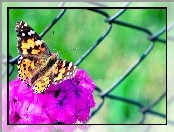 Kwiat, Motyl, Fioletowy
