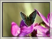 Kwiat, Motyl, Fioletowy