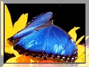 kwiat, Motyl, niebieski