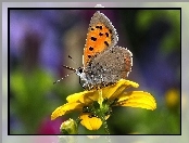 Kwiat, Motyl, Żółty