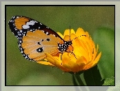 Kwiat, Motyl, Żółty