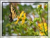 Kwiat, Motyl, Żółty