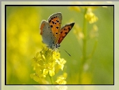 Kwiat, Motyl, Żółty