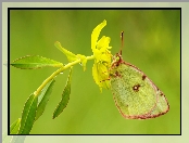 Kwiat, Motyl, Żółty