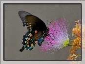 Kwiatek, Motyl