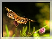 Kwiatek, Motyl