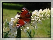 Kwiatek, Motyl, Biały