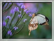 Kwiatki, Motyl, Fioletowe
