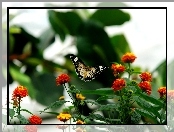 Kwiatki, Motyl, Kolorowe