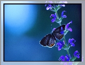 Kwiatki, Motyl, Łodyżka