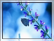 Kwiatki, Motyl, Łodyżka