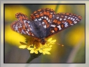 Przeplatka maturna, Kwiatki, Motyl, Żółte