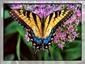 Kwiatki, Motyl, Purpurowe