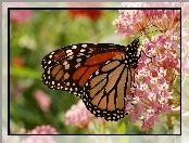 Motyl, Kwiatki, Monarcha, Różowe