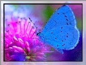 Kwiatku, Motyl, Na