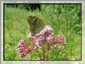 Łąka, Kwiatku, Na, Motyl, Różowym