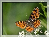 Kwiatuszki, Motyl, Białe
