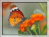 Motyl, Kwiaty