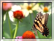 Kwiaty, Motyl, Paź królowej