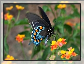 Motyl, Kwiaty