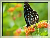 Motyl, Kwiaty