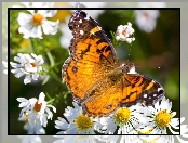 Kwiaty, Motyl, Białe