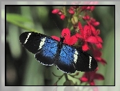 Kwiaty, Motyl, Czerwone