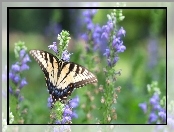 Kwiaty, Motyl, Fioletowe