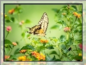 Paź królowej, Kwiaty, Motyl, Kolorowe