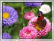 Kwiaty, Motyl, Kolorowe