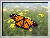 Kwiaty, Motyl, Monarch