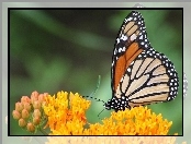 Monarcha, Kwiaty, Motyl, Żółte