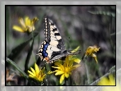 Paź królowej, Kwiaty, Motyl, Żółte